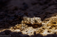 Phyllodactylus gerrhopygus