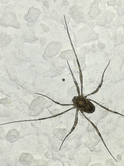 Platybunus