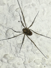 Platybunus
