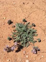 Phacelia arizonica