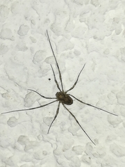Platybunus