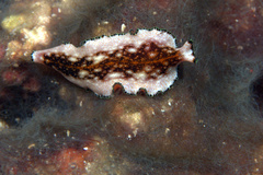 Pseudoceros leptostictus