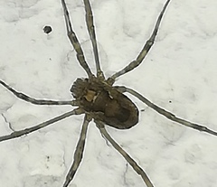 Platybunus