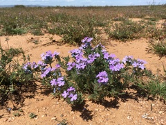 Glandularia latilobata