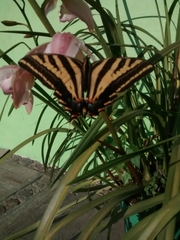 Papilio pilumnus