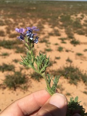 Glandularia latilobata