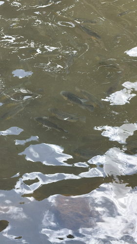 Oreochromis mossambicus