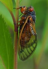Magicicada cassinii