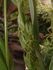 Habenaria ibarrae