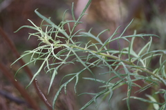 Artemisia palmeri, photograph (c) Millie Basden, some rights reserved (CC BY)