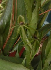 Habenaria ibarrae