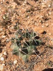 Coryphantha robustispina uncinata