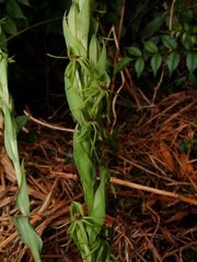 Habenaria ibarrae