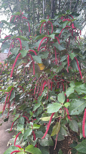 Acalypha hispida observed 2026-04-26