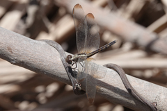 Erythrodiplax umbrata