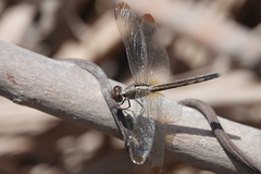 Erythrodiplax umbrata