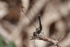 Erythrodiplax umbrata