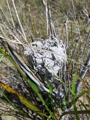 Crematogaster parapilosa