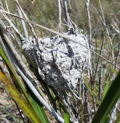 Crematogaster parapilosa
