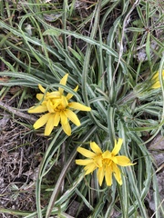 Nothocalais troximoides