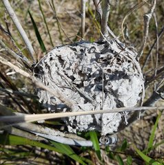 Crematogaster parapilosa