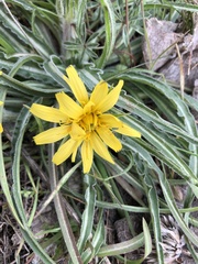 Nothocalais troximoides