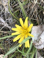 Nothocalais troximoides