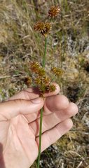Juncus megacephalus