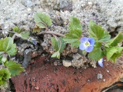Veronica persica