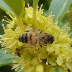 Apis mellifera