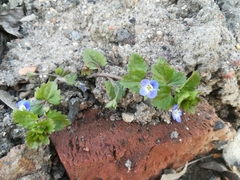 Veronica persica