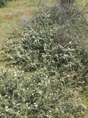 Ceanothus roderickii