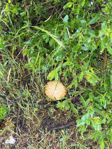 iNaturalist observation photo of Basidiomycete Fungi