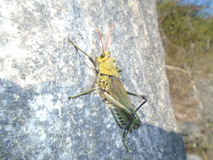 Taeniopoda picticornis