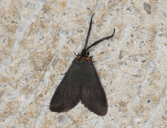 Pollanisus subdolosa