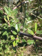 Ceanothus roderickii
