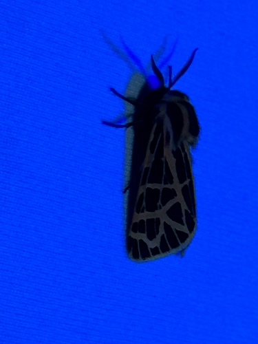 iNaturalist observation photo of Ornate Tiger Moth