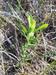 Kuschelina gibbitarsa