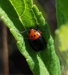 Kuschelina gibbitarsa