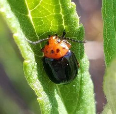 Kuschelina gibbitarsa