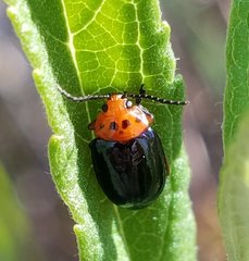 Kuschelina gibbitarsa