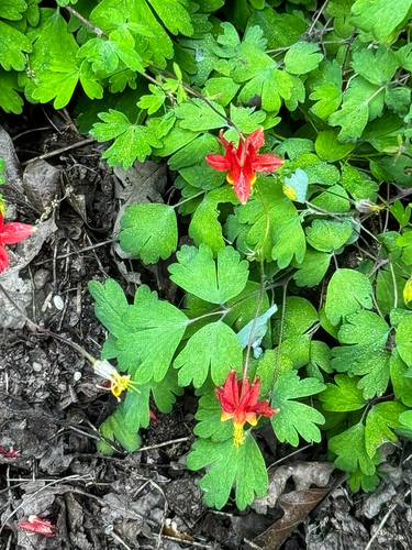 iNaturalist observation photo of western columbine