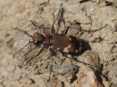Cicindela sylvicola