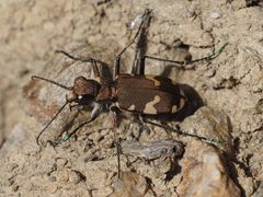 Cicindela sylvicola