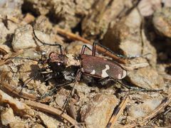 Cicindela sylvicola