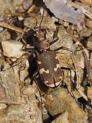 Cicindela sylvicola