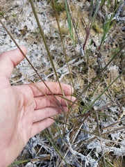 Eragrostis elliottii