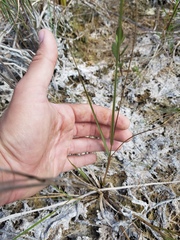 Eragrostis elliottii