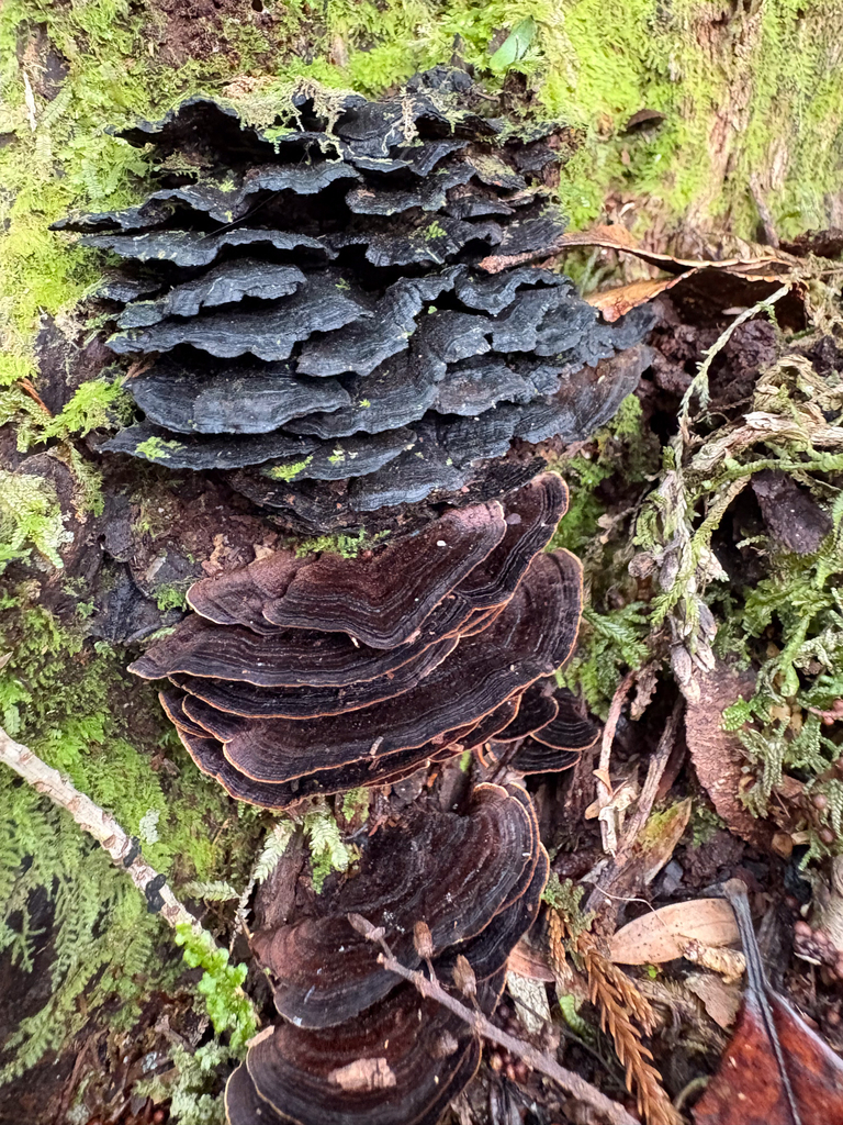 Hymenochaete microcycla · April 2026 · photo: © richardlitt (iNaturalist, cc0)