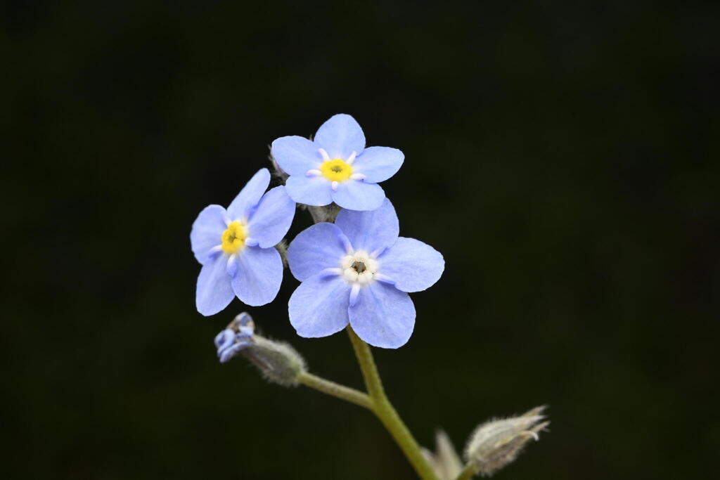 Myosotis sylvatica, Portobello, Dunedin, New Zealand